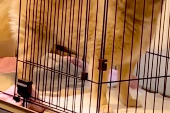 『ポメラニアン…?』もはや小型犬とは思えない『巨大すぎる光景』に23万再生の反響「唯一無二でかわいいw」「スピッツみたいになってて草」