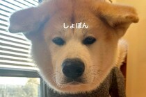 秋田犬の服を『サイズ違いで買ってしまった』結果→着せてみると…まさかの光景が123万再生「スレンダーで草」「犬版キャッツアイｗｗ」と爆笑