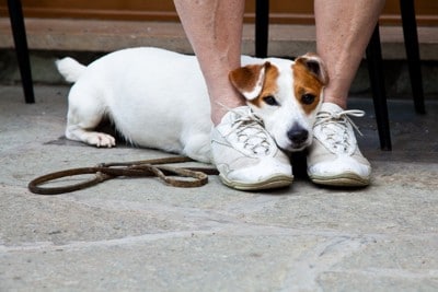 足元で伏せをする犬