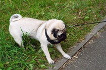 犬が『外出を嫌がる』理由5選　どうしても外に連れて行かなければならないときの対処法とは？