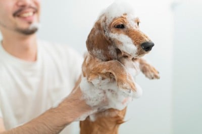 洗われて虚無な表情の犬