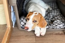 犬が『不満を抱いている』ときにみせる行動4選　ストレスを感じてしまう原因とは？