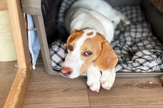 犬が『不満を抱いている』ときにみせる行動4選　ストレスを感じてしまう原因とは？