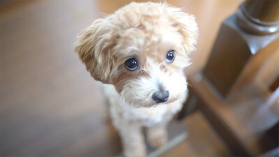 上目遣いの犬