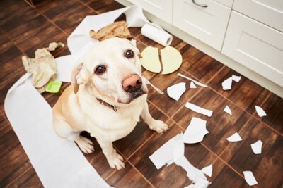 イタズラした中で見上げる犬