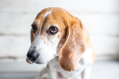 上目遣いで首をすくめる犬