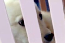 『怖がりで暴れると思う』と言われた保護犬→不安に思っていたら、車に乗って5分で…『まさかの光景』が238万再生「幸せに」「信頼してる」