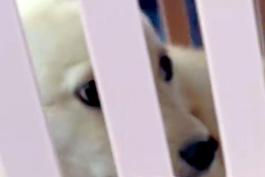 『怖がりで暴れると思う』と言われた保護犬→不安に思っていたら、車に乗って5分で…『まさかの光景』が238万再生「幸せに」「信頼してる」