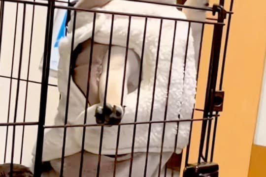 ケージから部屋を覗く犬→立ち上がると『強者感』が出すぎて…ワンコとは思えない『貫禄』が176万再生「ラオウで草」「ガチで吹いたｗ」と爆笑