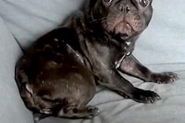 イタズラがバレた犬→『怒られる』と察して…まるでアニメキャラのような『表情や反応』が1168万再生「助け求めてて草」「人間味ありすぎｗ」