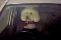 夜、大型犬に車の中で待ってもらった結果→戻ると運転席にいて…まさかの『知らない人が来た』と警戒する光景に爆笑「チラ見がｗｗ」「可愛すぎ」