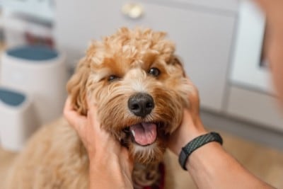 飼い主になでられて嬉しそうな犬