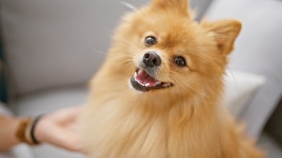 飼い主になでられながら振り向く犬