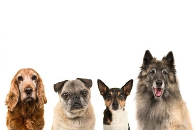 4頭のシニア犬が並んでいる光景