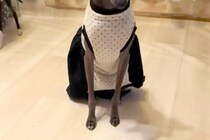 ご飯を早く食べ過ぎてしまった犬→他のワンコの食事中に…『自分は食べてない』まさかの態度と表情に反響「切なくてかわいい」「あるあるｗ」