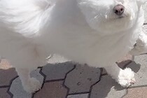 散歩をしている『モフモフの犬』→強風に吹かれた結果…『作画崩壊』してしまった光景が369万表示「風監督、仕事しすぎｗ」「歩くマシュマロ」
