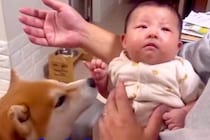 赤ちゃんが泣いてしまった結果→『どうしたの？』と犬が近づいて…まるで保護者のような『尊い行動』が53万再生「優しいわんこ」「幸せな空間」