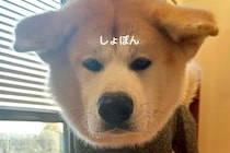 秋田犬の服を『サイズ違いで買ってしまった』結果→着せてみると…まさかの光景が123万再生「スレンダーで草」「犬版キャッツアイｗｗ」と爆笑