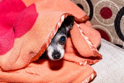 怯える犬