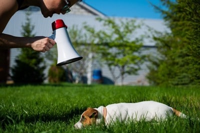 犬を怒鳴る人