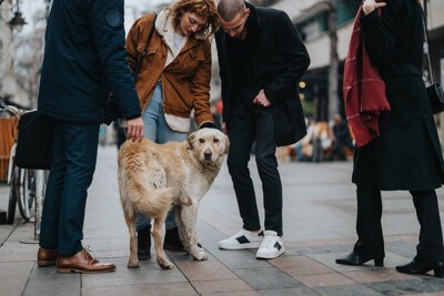 初対面の人に囲まれても落ち着いている犬