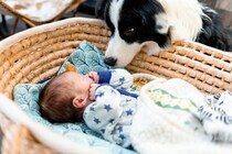 犬の『精神年齢』とは？落ち着いた性格のワンコの共通点や判断する方法までご紹介
