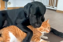 大型犬と猫の1日を観察→喧嘩していたかと思ったら、仲良くくっついて…あまりにも尊い関係性に反響「いいパートナー」「なんて微笑ましい」
