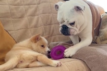 介護が必要な子犬に、先住犬が『大切なおもちゃ』を持ってきて…あまりにも尊い『感動的な光景』に反響「なんて優しい世界…」「涙がでてきた」