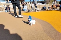 初めてドッグランに来た犬→誰とも友達になれず…思わず応援したくなる『哀愁漂う光景』が97万再生「ポツンが可愛すぎるｗ」「がんばれー！」