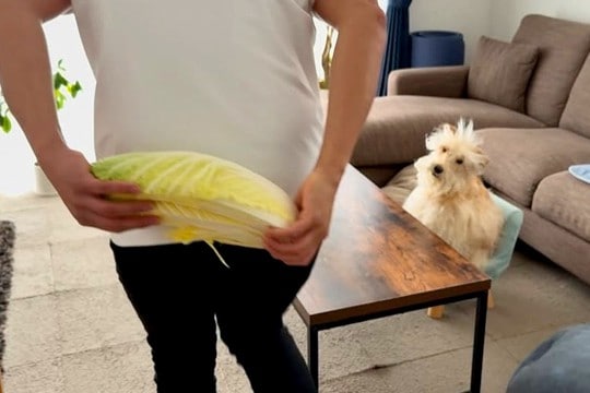 ガン手術を乗り越え、退院した犬→お祝いに『大好きな白菜』を用意した結果…涙腺崩壊する光景が133万再生「私が白菜育てる」「泣いてしまう」