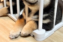 生後40日目の赤ちゃん犬たち→爪を切ったら、眠たくなって…とんでもなく尊い『個性的な寝方』が10万再生「可愛すぎて笑った」「癒された」