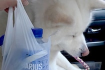 2人の男性がキャッチボールをしていたら、秋田犬がボールを持ち去ってしまい…SNSが起こした『奇跡的な物語』が107万表示「優しい世界」