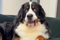 超大型犬が初めて『ジャーキー』を貰った結果→食べ方がわからなくて…あまりにも愛おしい光景に爆笑「困惑してるｗ」「マイペースで可愛い」