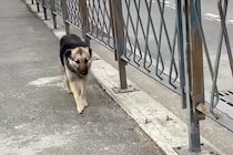 海外でランニングをしていたら『1匹の野良犬』がついてきて…『こんなことがあるんだ』素敵すぎる物語が26万再生「涙が出る…」「運命だね」