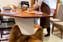 いつも優しい母が『パン生地を叩きつけた』結果→大型犬がビックリして…勘違いしてしまう光景が31万再生「ホラーで草」「ニコニコで怖いｗ」