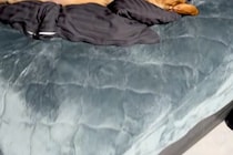 腰痛のため『柔らかいマットレス』を導入→お風呂上がり、ふとベッドを見てみたら…犬がしていた『まさかの行動』に反響「効くわーって顔で草」