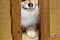 『餅つきをするから』と締め出された犬→ドアの隙間から…思った以上に『不服そうな表情』に23万いいね集まる「めちゃ良い顔ｗ」「怒ってて草」