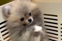 赤ちゃん犬を飼った当日、一緒に家に帰った結果→とんでもなく尊い『はじめましてのご挨拶の仕方』が66万再生「こりゃたまらん」「天使すぎる」