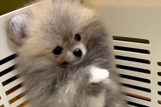 赤ちゃん犬を飼った当日、一緒に家に帰った結果→とんでもなく尊い『はじめましてのご挨拶の仕方』が66万再生「こりゃたまらん」「天使すぎる」