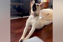 靴下を丸めたら、大型犬が気に入ってしまって…「あかん、おもろ過ぎるｗ」「そば打ちしてて草」感情が高ぶりすぎた『まさかの動き』が72万再生