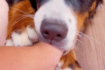 飼い主の親指が大好きな超大型犬→いつもおしゃぶりをして…見た目とは裏腹な『赤ちゃんすぎる光景』が61万再生「おっきい子供」「幸せそう」