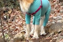 登山中に『80歳のおじいちゃん』と遭遇した大型犬→ゆっくり歩く姿を見て…泣けてくるほど『心優しい行動』に感動「表情が可愛い」「涙が出た」