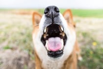 犬の『口がクサイ』原因とは？口臭予防のためにすべき日々のお手入れまで
