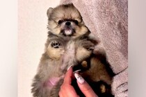 赤ちゃん犬を撫でていたら、別の赤ちゃん犬が…『ぼくも撫でてよ！』とんでもなく尊いアピールが41万再生「可愛すぎて苦しい」「たぬき？ｗ」