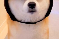 帽子を買ったけど似合わなかったので、仕方なく犬に被せてみたら…想像以上に『似合いすぎている光景』に5万いいね「不服そうで草」「たまらん」
