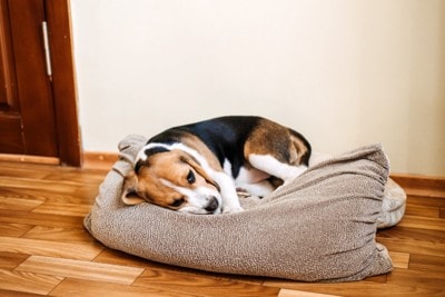 ベッドの上でぐったりする犬