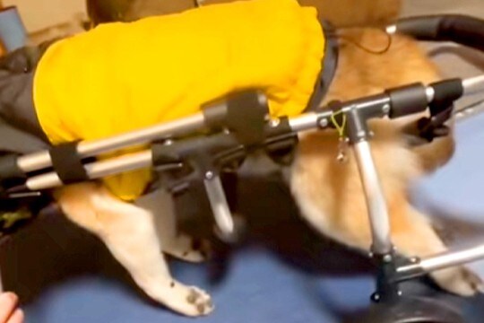 おじいちゃん犬が『歩行器デビュー』をした結果→歩くかと思いきや…想定外だった『まさかの光景』に爆笑の声「浮遊してるww」「面白すぎ」