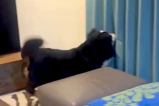 犬に内緒で『2ヶ月ぶりの帰省』→カーテンの裏に隠れてみた結果…素敵すぎる『気付いた瞬間の光景』が29万再生「犬の愛は無条件」「嬉しいね」