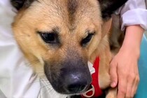 注射を打つために病院へやってきた元野犬→緊張していたら、獣医師が…お見事なフォローが105万再生「優しい獣医さん」「私もして欲しいｗ」