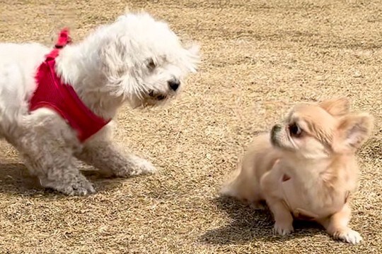 心優しい犬が『他の犬に怒られてしまった』結果…まるで仏のような『平和すぎる対応』に称賛の声続々「本当に優しい…」「なんて素晴らしい」